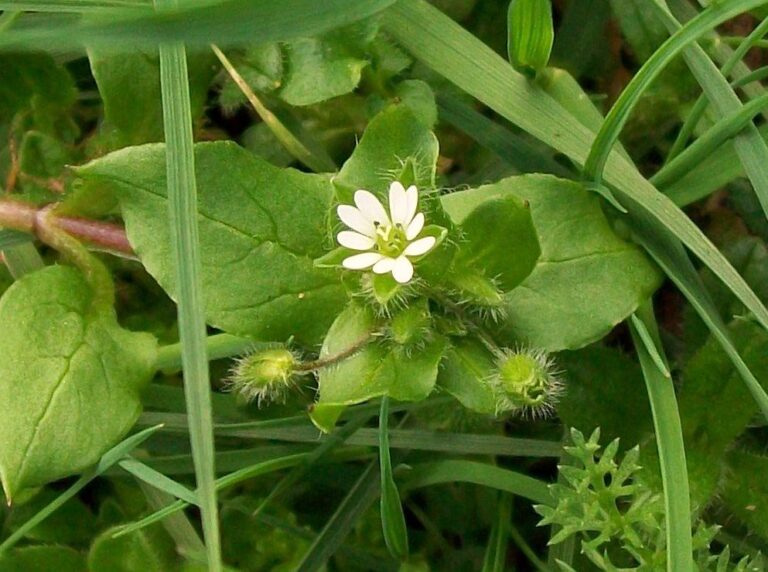 Common chickweed with a small white flower of five deeply split petals and smooth, pointed, paired leaves