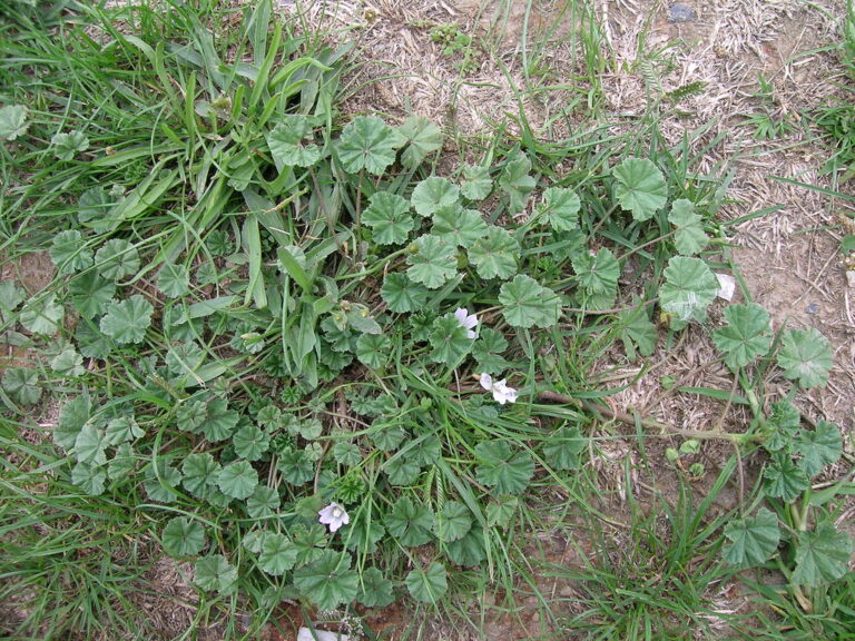 Common mallow in thin turf, with round leaves on long stalks and small pale flowers