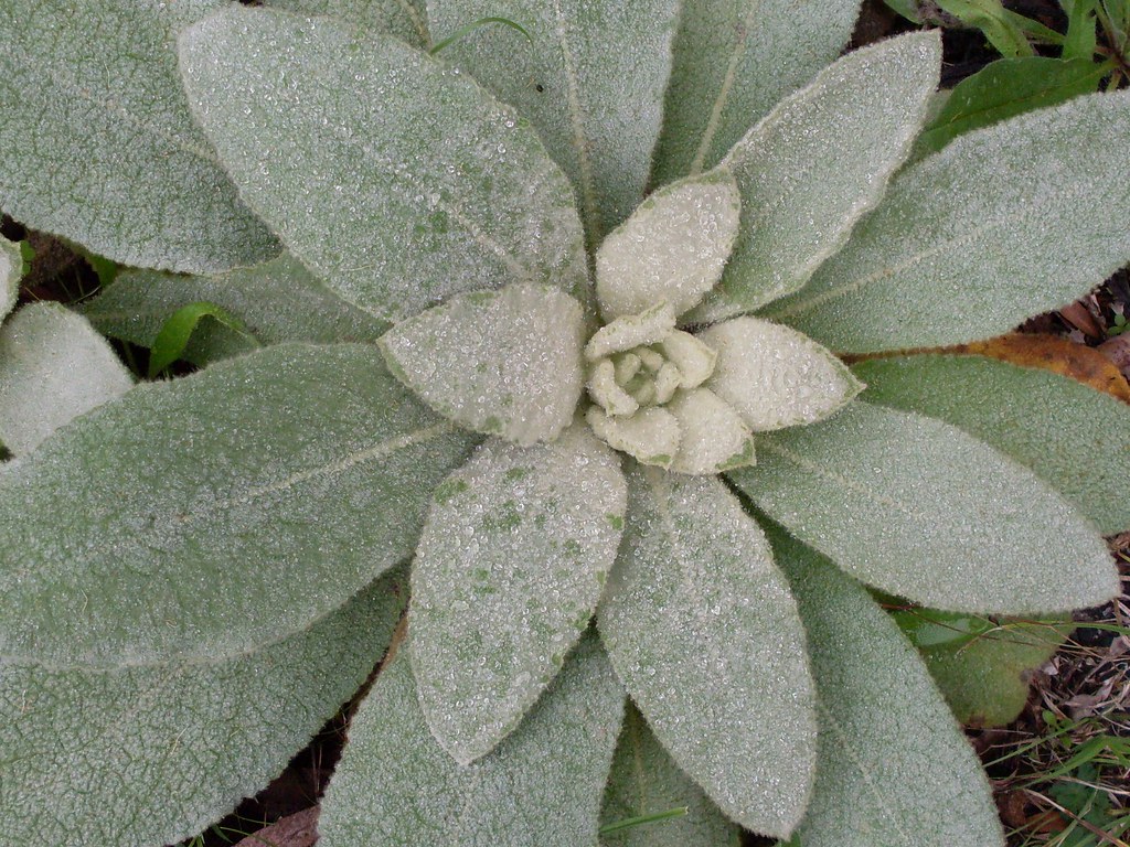 Flat rosette of thick, silvery-grey woolly leaves of common mullein seen from above