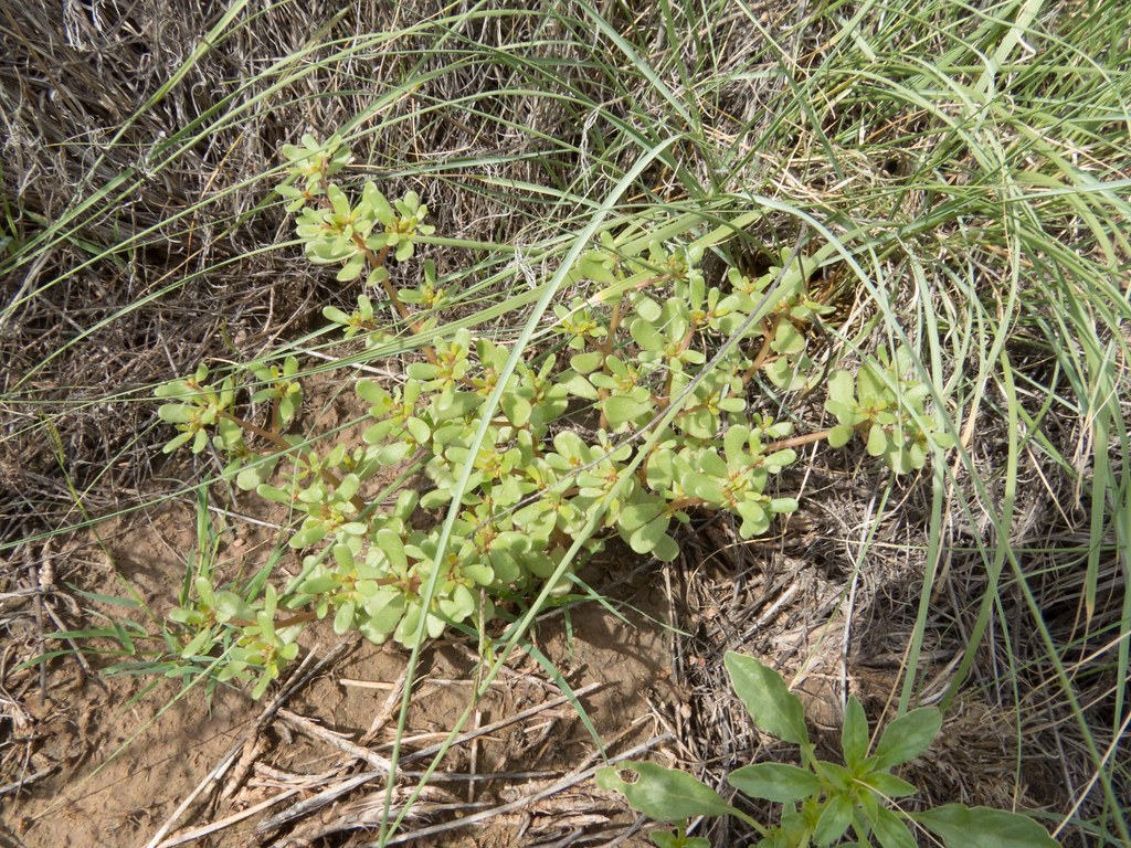 Common purslane with fleshy reddish stems and small rounded succulent leaves growing on dry ground