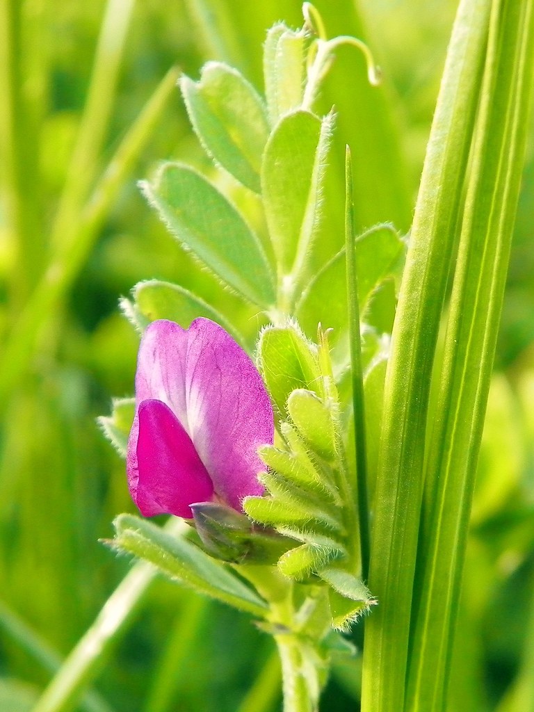 Common vetch with a magenta pea-type flower and a compound leaf of paired leaflets