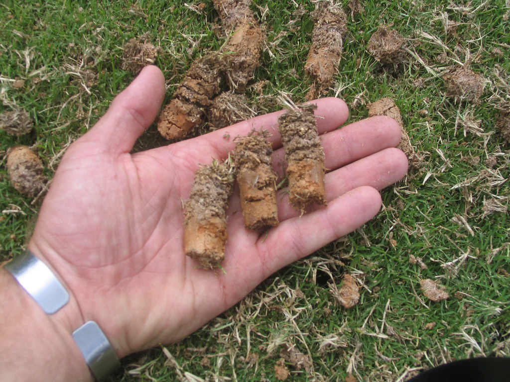 Hand holding three soil cores pulled by a core aerator, with more cores lying on the lawn