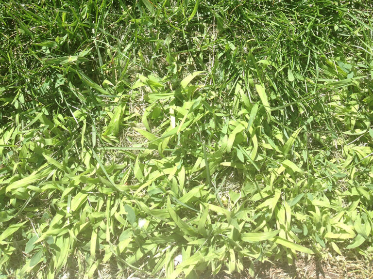 Pale green patch of crabgrass spreading through a cool-season lawn in summer