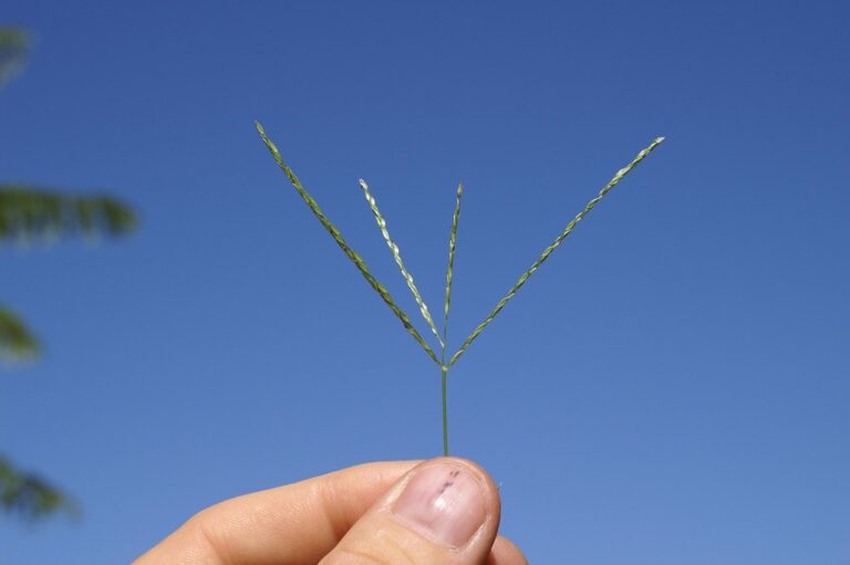 Crabgrass seedhead with four slender finger-like spikes held against a blue sky