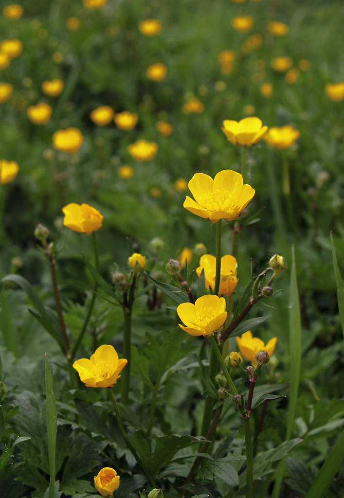 Creeping buttercup with glossy five-petaled yellow flowers and divided leaves