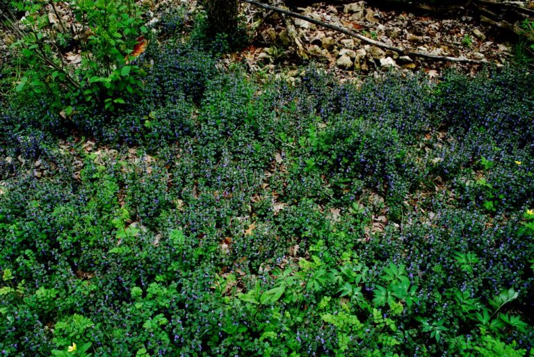 Dense mat of flowering creeping Charlie covering the ground in a shady wooded area