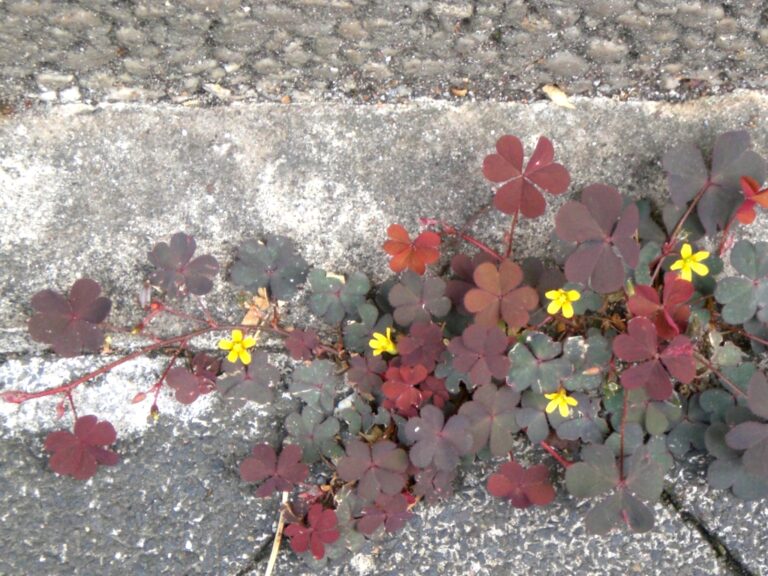Creeping woodsorrel oxalis with purple leaves and yellow flowers spreading from a pavement crack