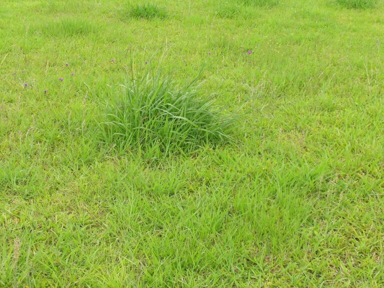 A coarse clump of dallisgrass standing out in a mown lawn