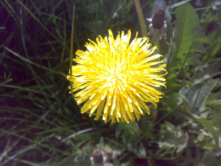 Dandelion flower head with many strap-shaped yellow rays, growing among lawn grass