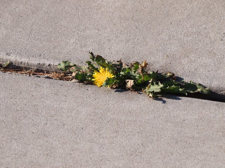Dandelion rosette growing in a sidewalk crack; its taproot regrows after boiling water