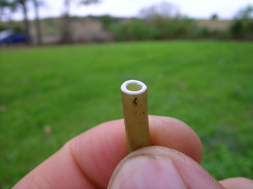Cut dandelion flower stalk showing the hollow centre