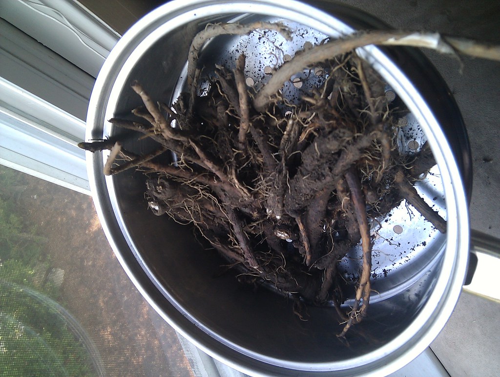 Dug-up dandelion root pieces: thick, branching taproots that regrow if left in the soil