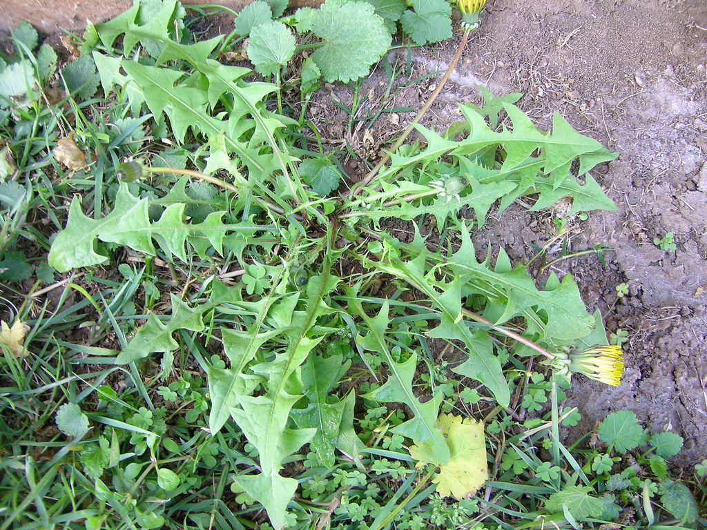 Dandelion rosette with deeply toothed, backward-pointing leaves in a lawn