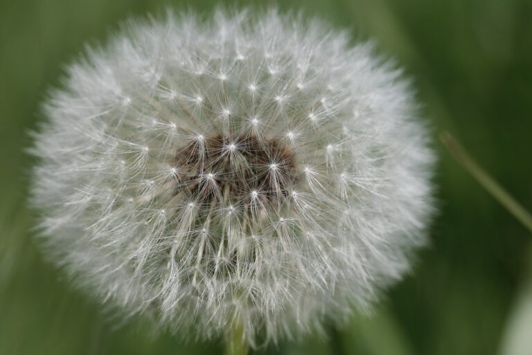 Dandelion seed head (puffball) full of wind-dispersed seeds