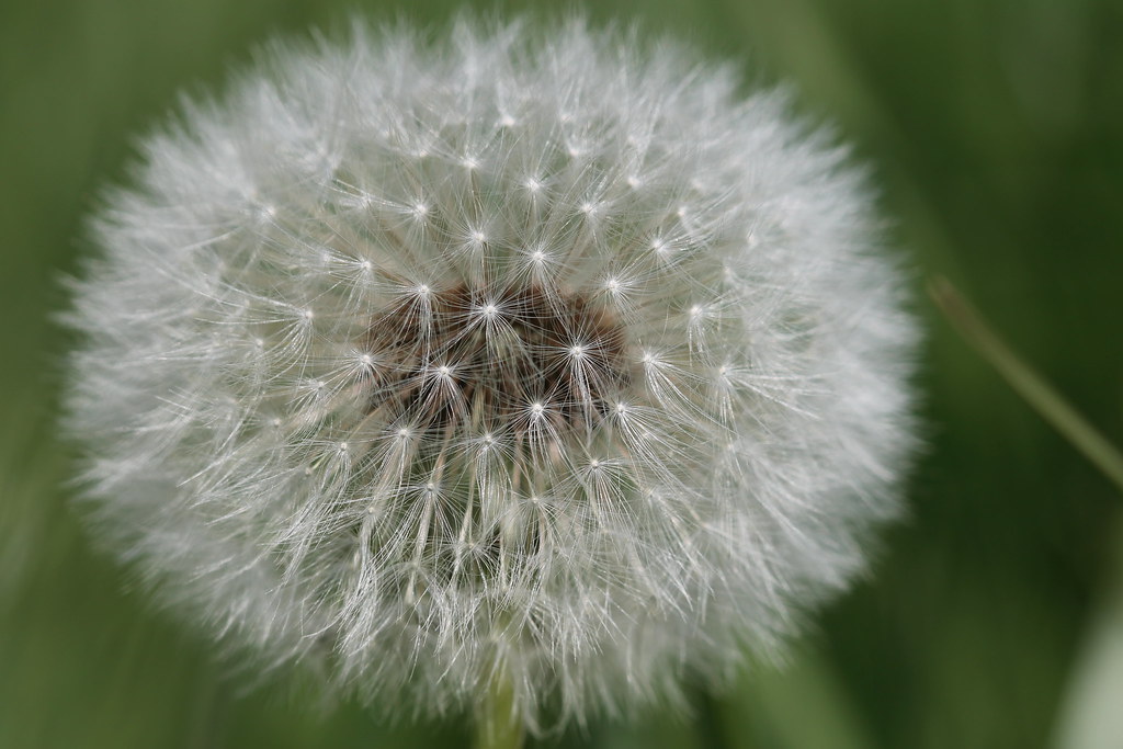 Dandelion seed head (puffball) full of wind-dispersed seeds