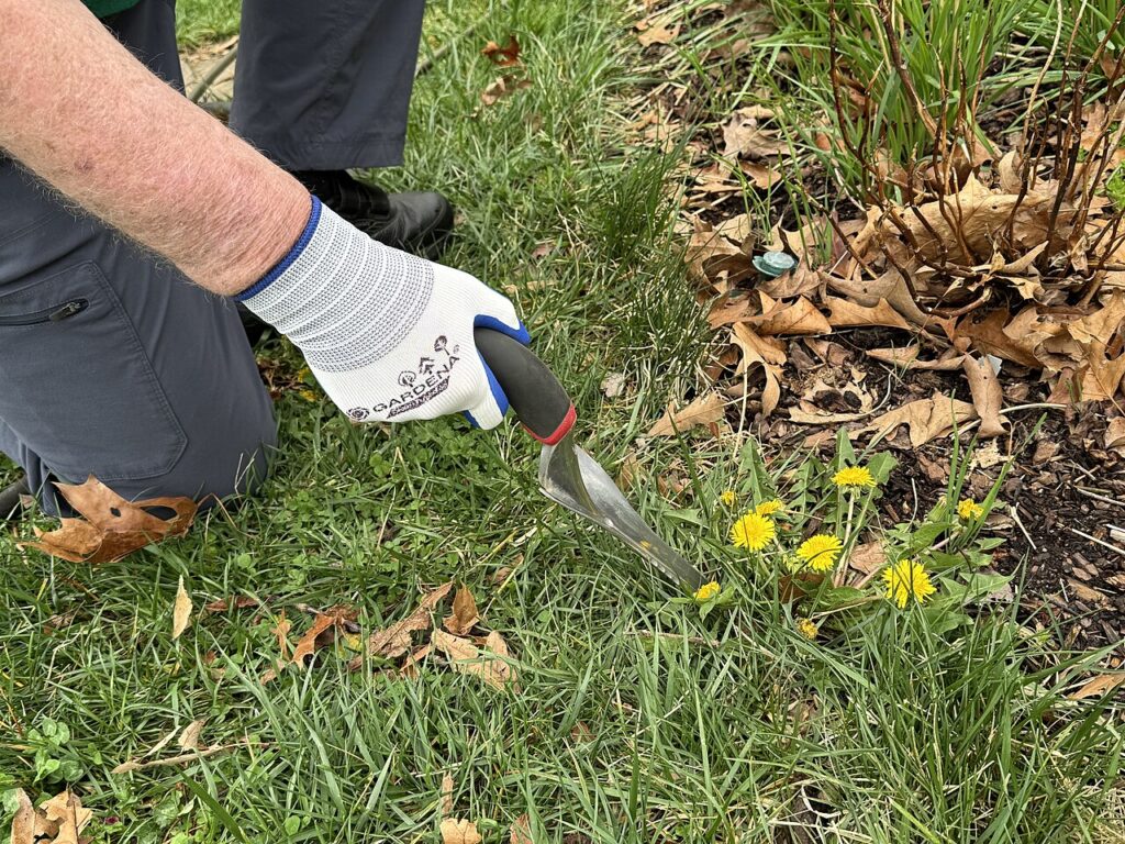Gardener using a long-bladed weeding tool to get rid of dandelions with the root