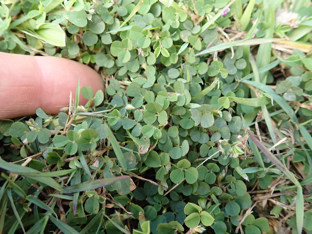 Dense mat of Desmodium triflorum with many small rounded trifoliate leaves woven through lawn grass, a fingertip at the left for scale