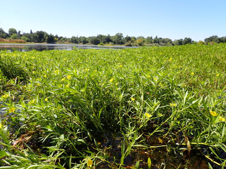 Dense mat of six-petal water primrose with bright yellow flowers covering the shallow edge of a lake