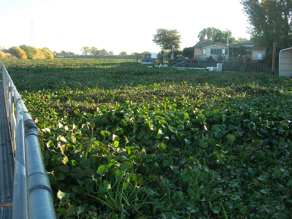 Dense mat of water hyacinth covering an entire waterway from bank to bank beside a metal railing