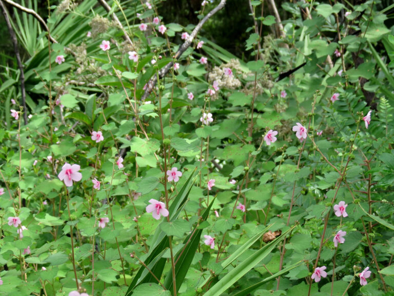 Dense stand of Caesar weed with many small pink flowers on tall thin stems among lobed leaves in the understory of a Florida woodland