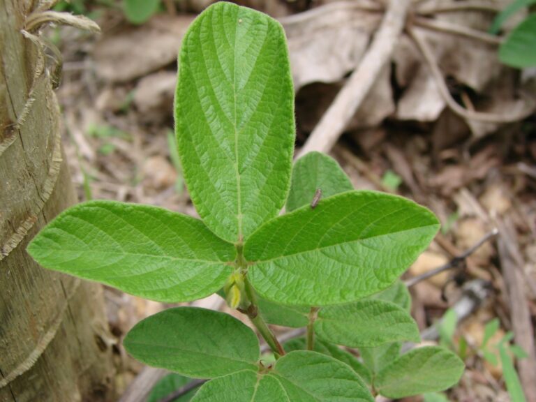 Desmodium incanum stem with large trifoliate leaves whose leaflets are oval and pointed with deep veins, growing among leaf litter