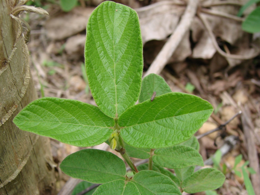Desmodium incanum stem with large trifoliate leaves whose leaflets are oval and pointed with deep veins, growing among leaf litter