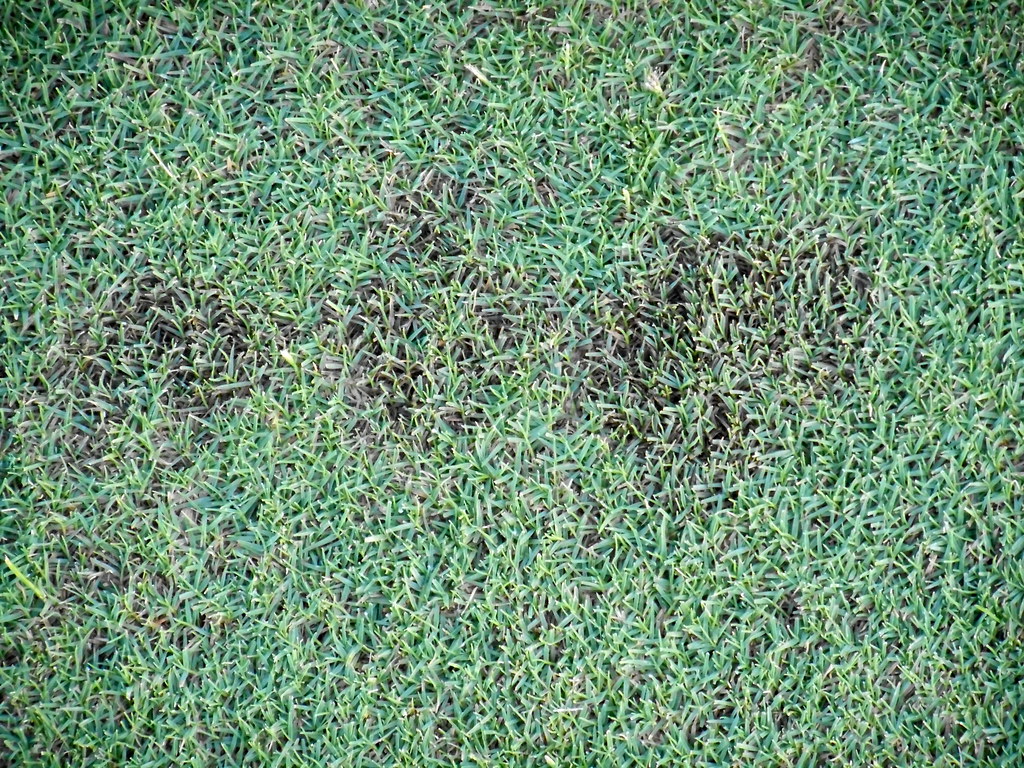 Bermudagrass turf with several small round sunken patches scattered through it