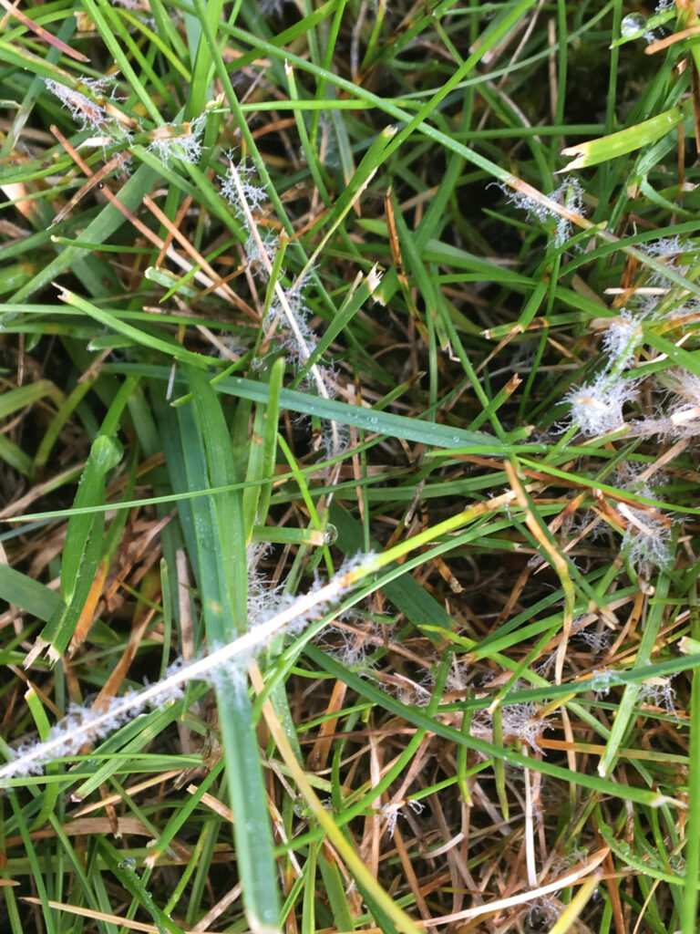 Lawn grass with straw-coloured dead blades and white cobweb-like fungal threads beaded with dew