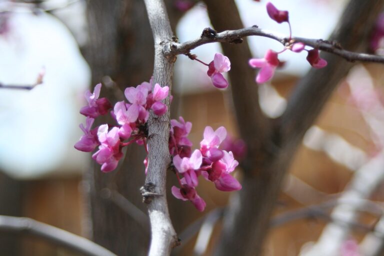 Pink eastern redbud flowers on a bare branch in early spring