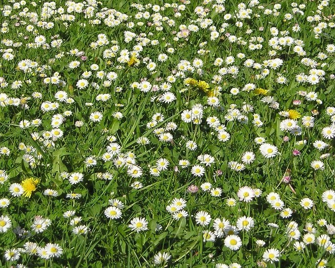 A lawn dotted with English daisies, small white daisy flowers with yellow centres