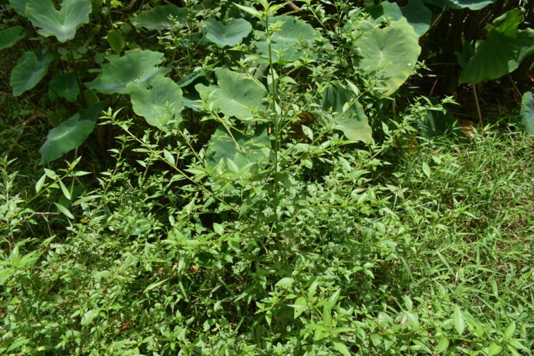 Erect, much-branched Ludwigia hyssopifolia plant with narrow lance-shaped leaves growing among taro in wet ground