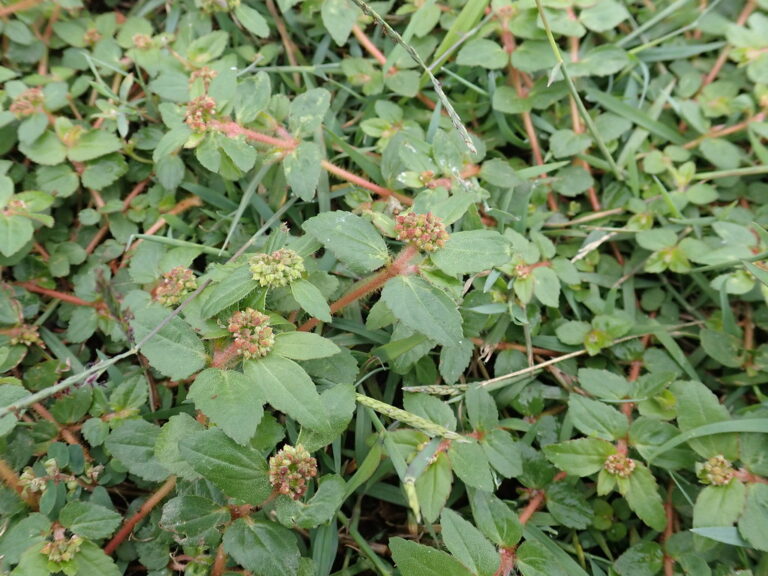 Euphorbia hirta growing through thin lawn grass, with hairy reddish stems, oval toothed leaves and several round greenish-pink flower heads