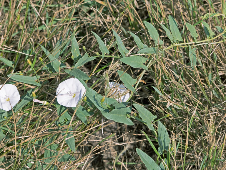 Field bindweed vines with small arrowhead-shaped leaves trailing through dry grass