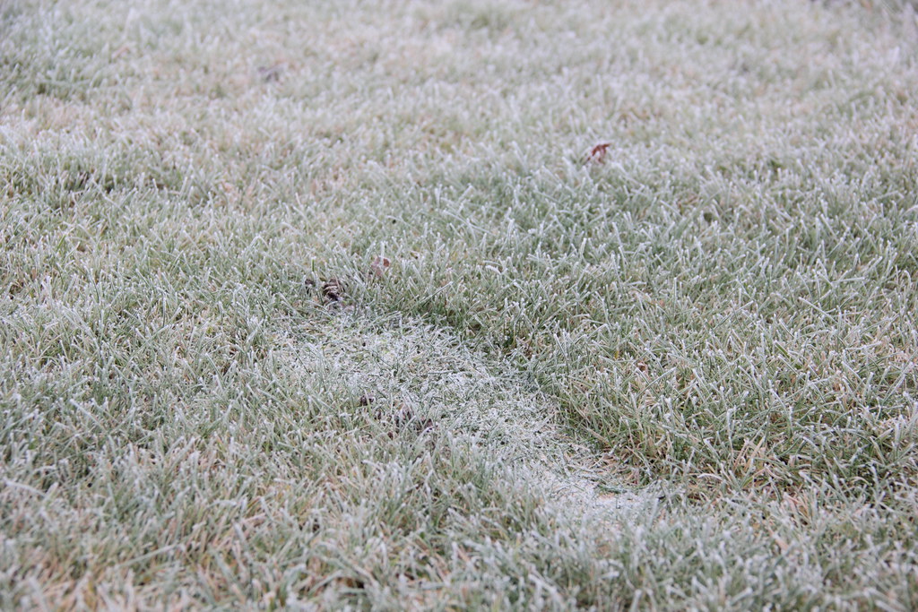 Frost-covered lawn with a trail of flattened footprints pressed through the white grass blades