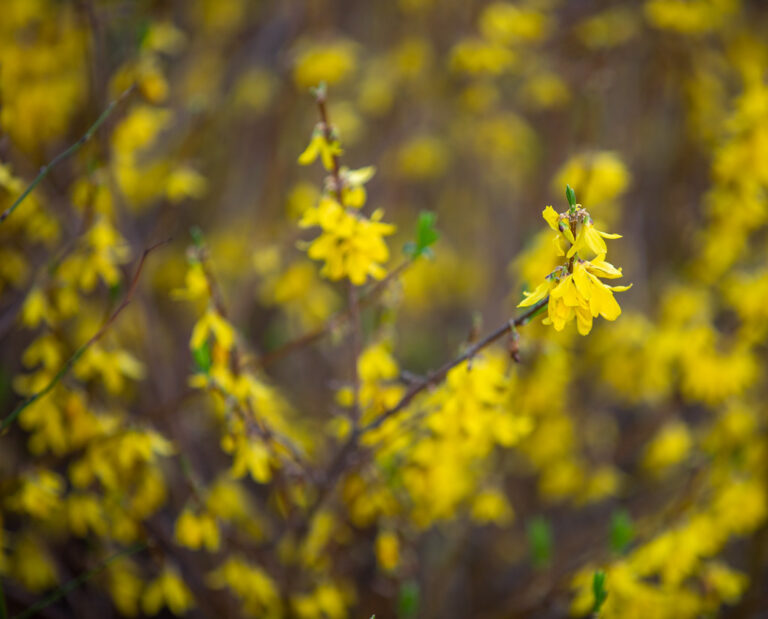 Yellow forsythia flowers in bloom, a spring sign that crabgrass germination is near