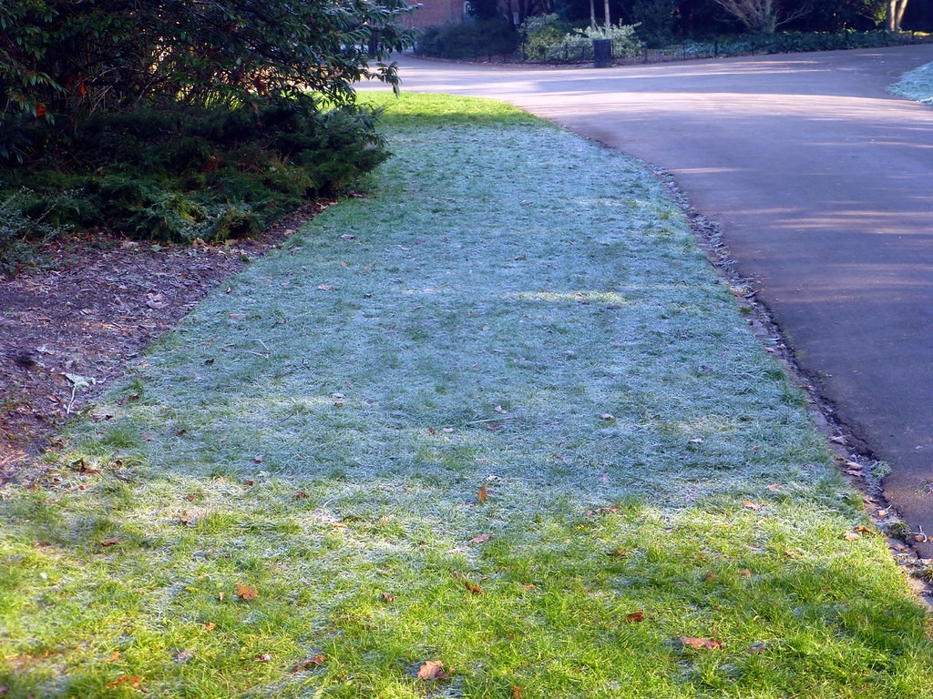 Strip of lawn covered in white frost in the shade, with thawed green grass in the sunlit foreground