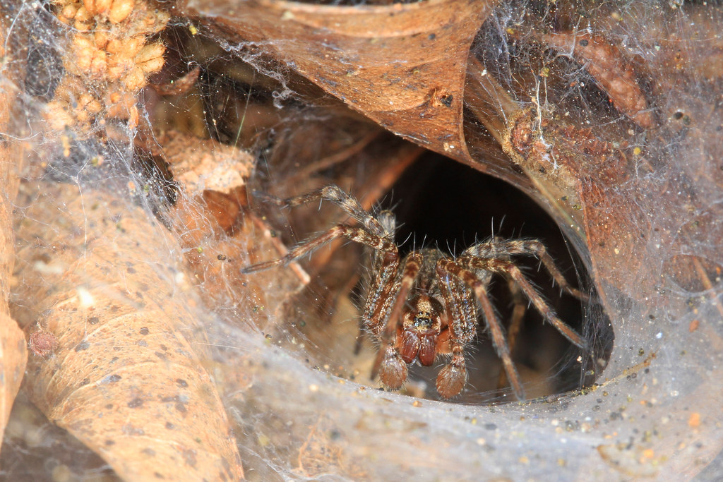 Funnel weaver spider waiting at the mouth of its silk funnel retreat among dead leaves, showing the striped brown body and banded legs