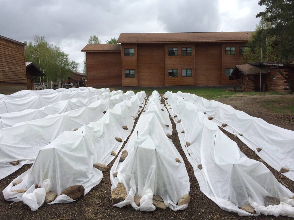 Rows of white garden fleece stretched over low hoops and held down along the edges with stones