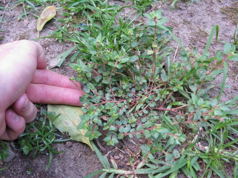 Garden spurge (Euphorbia hirta), a more upright spurge, growing in thin lawn turf