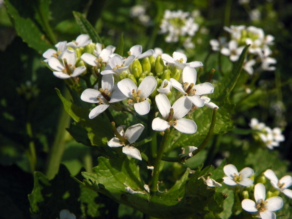 Garlic mustard with clusters of small four-petalled white flowers above toothed green leaves