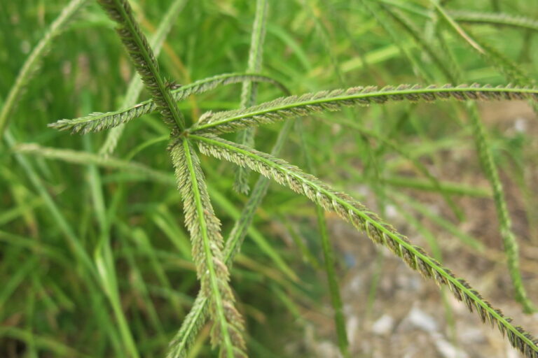 Goosegrass seedhead with several flat spikes radiating from the stem tip