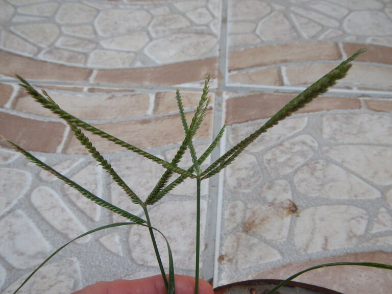 Goosegrass seedhead with several thick, zipper-like spikes held above a paved patio