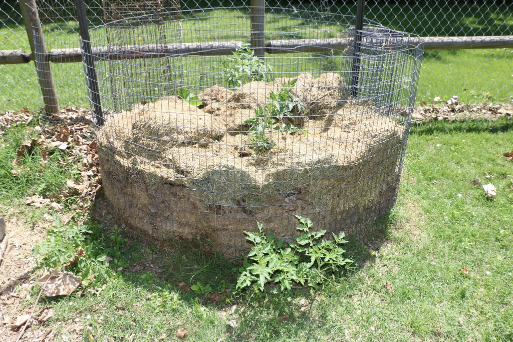 Young tomato plants inside a wire cage mulched with a thick layer of dried grass clippings