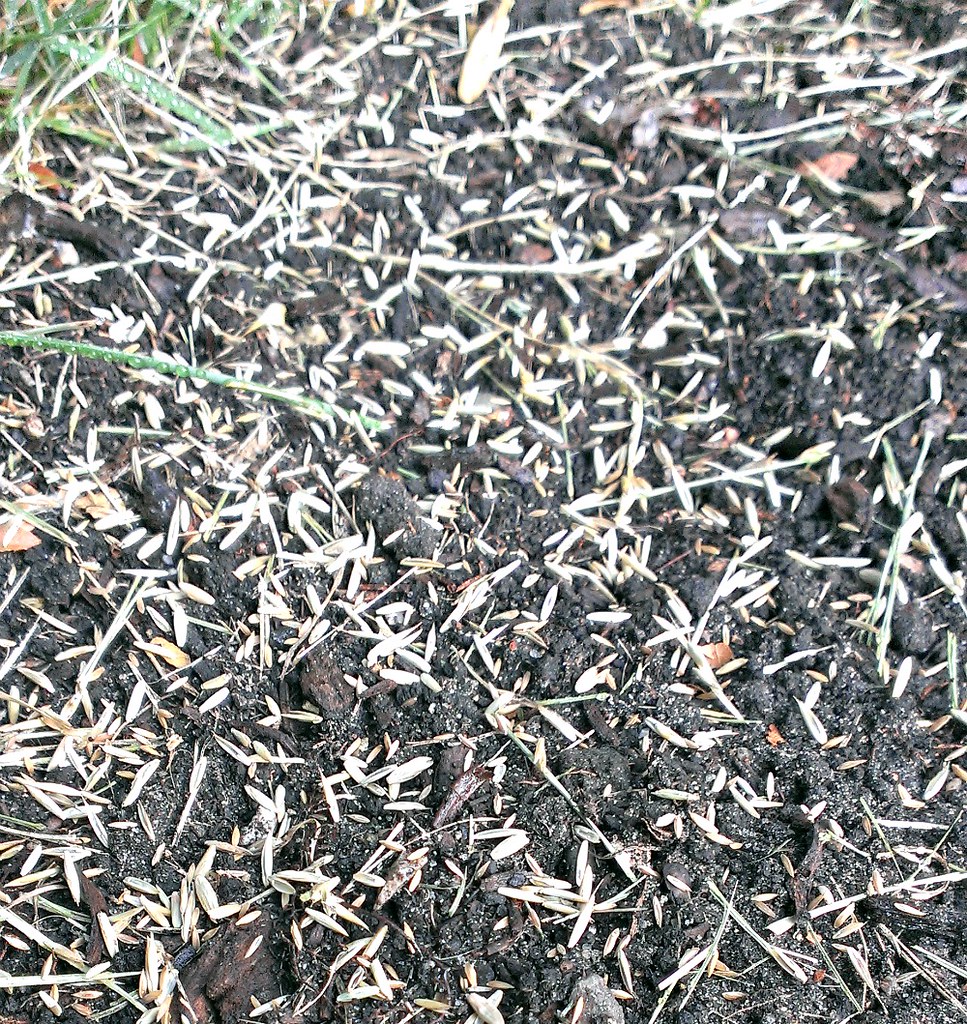 Pale grass seeds scattered thickly over dark bare soil next to an existing lawn edge