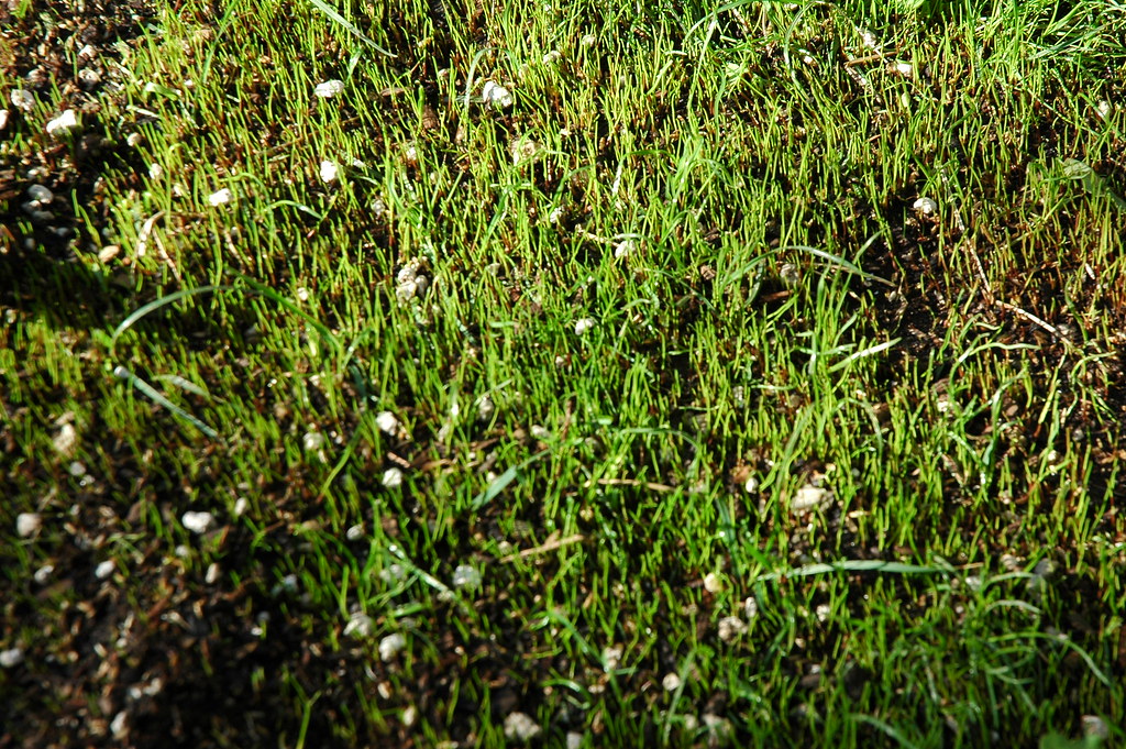 Dense stand of thin, bright green grass seedlings coming up through dark soil with white fertilizer granules
