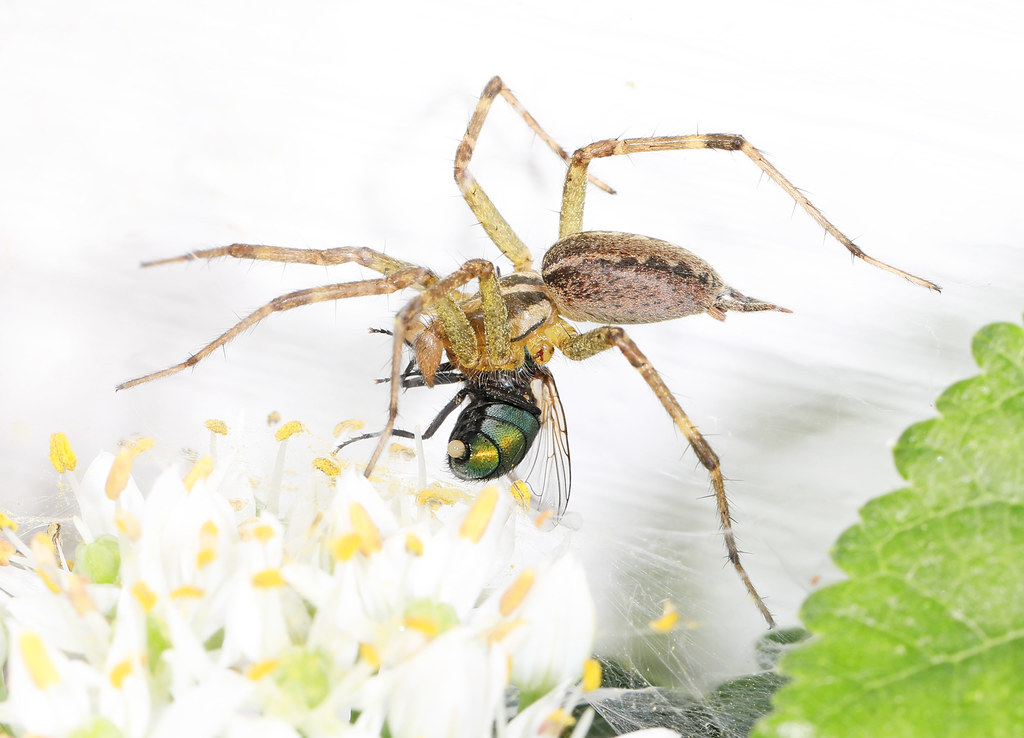 Grass spider (Agelenopsis) on its sheet web feeding on a green bottle fly it has caught, with striped legs and abdomen visible
