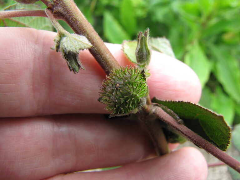 Green Caesar weed bur held against fingers, a round fruit densely covered in short hooked bristles, next to flower buds on a hairy reddish stem