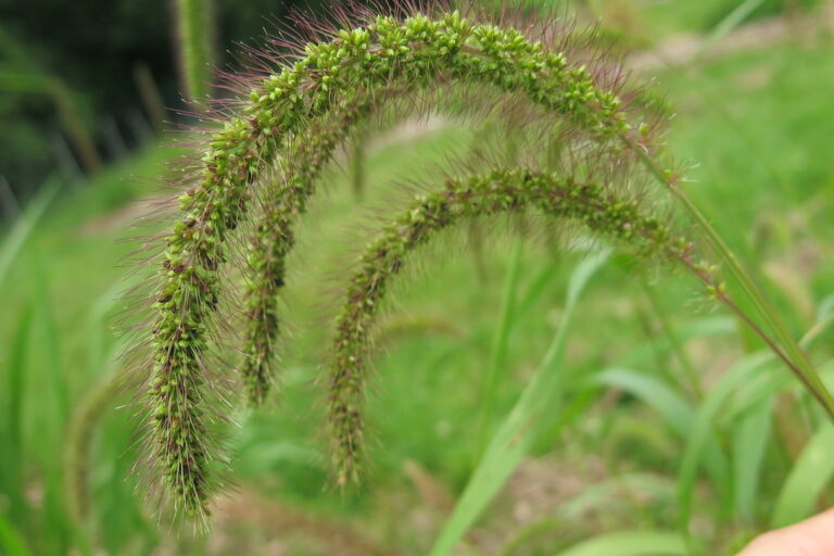 Nodding bristly cylindrical seedheads of green foxtail