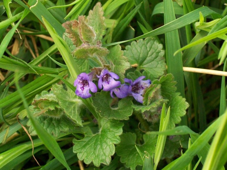 Ground ivy (creeping Charlie) with round scalloped leaves and blue-purple funnel flowers growing through grass