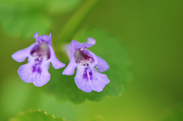 Close-up of two ground ivy flowers, lavender with darker purple spots on the lower lip